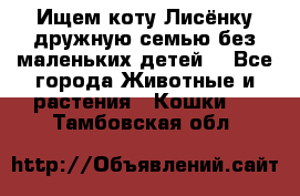 Ищем коту Лисёнку дружную семью без маленьких детей  - Все города Животные и растения » Кошки   . Тамбовская обл.